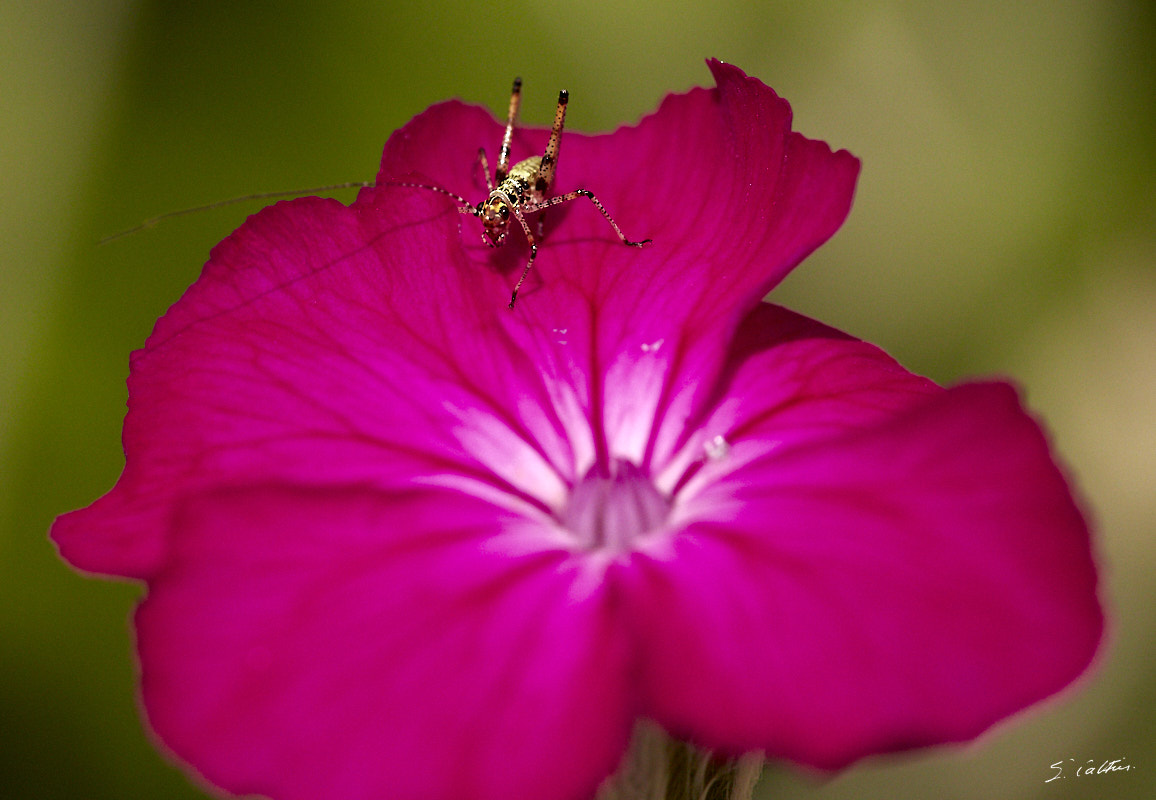 © All Rights Reserved - 2019-06-23 16:00:02 f/7.1 1/2000sec ISO-1600 105mm -France, Yvelines