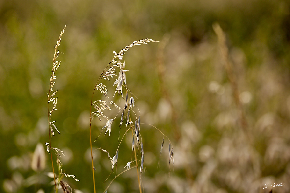 © All Rights Reserved - 2019-06-28 21:12:09 f/5.6 1/1000sec ISO-640 234mm -France, Bretagne, Guidel