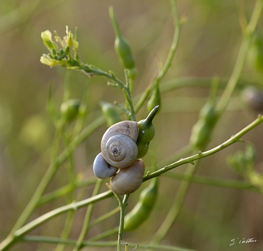 © All Rights Reserved - 2019-06-28 21:19:12 f/8 1/1000sec ISO-1600 400mm -France, Bretagne, Guidel