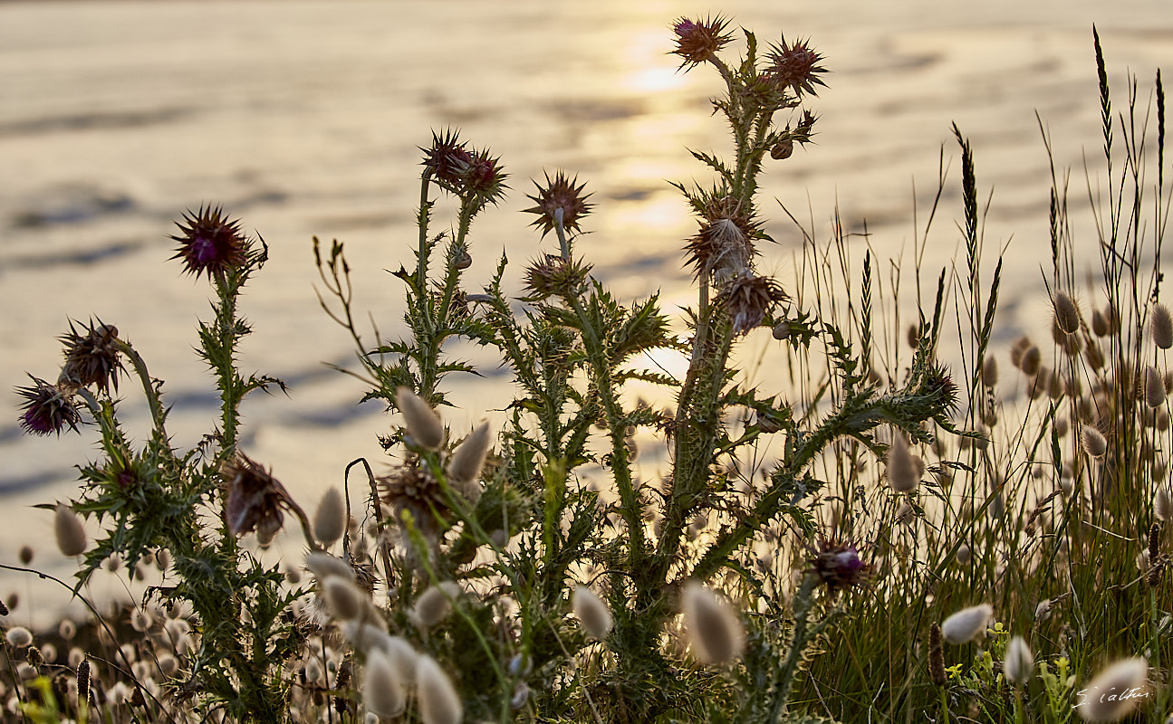 © All Rights Reserved - 2019-06-28 21:36:05 f/8 1/250sec ISO-160 100mm -France, Bretagne, Guidel