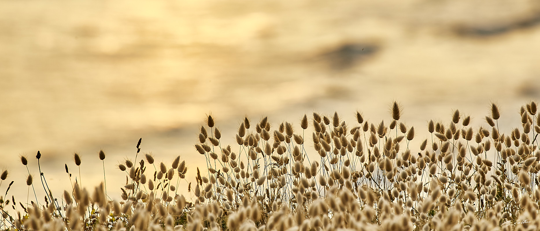 © All Rights Reserved - 2019-06-28 21:49:00 f/8 1/200sec ISO-160 400mm - France, Bretagne, Guidel