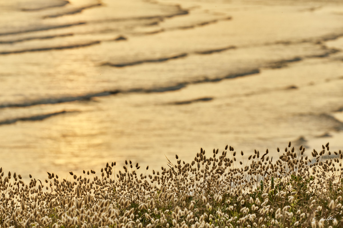 © All Rights Reserved - 2019-06-28 21:49:24 f/8 1/125sec ISO-160 227mm - France, Bretagne, Guidel