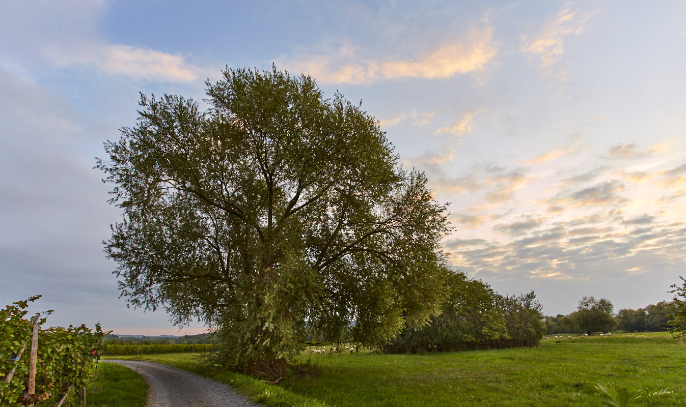 © All Rights Reserved - 2019-09-14 07:16:22 f/8 1/25sec ISO-160 17mm - France, Alsace