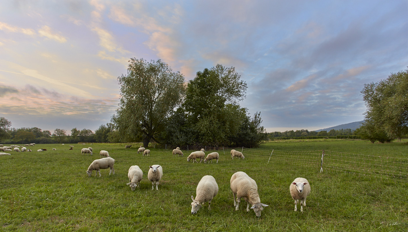 © All Rights Reserved - 2019-09-14 07:21:40 f/5.6 1/80sec ISO-320 17mm - France, Alsace