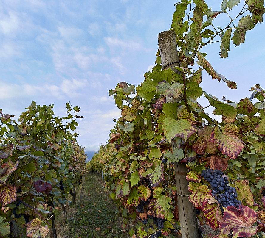 © All Rights Reserved - 2019-09-14 07:45:09 f/8 1/100sec ISO-640 17mm - France, Alsace