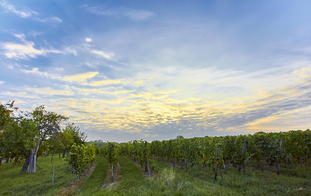 © All Rights Reserved - 2019-09-14 07:46:19 f/4 1/4000sec ISO-320 17mm - France, Alsace