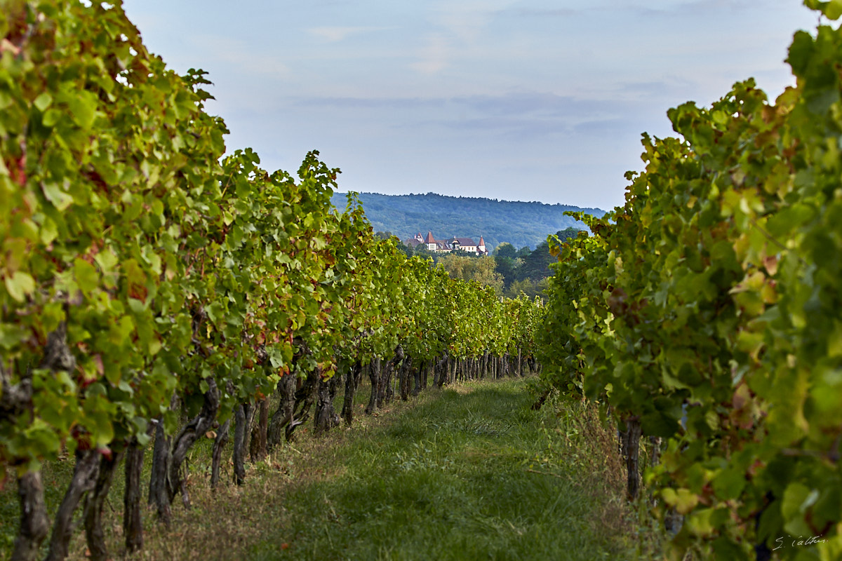 © All Rights Reserved - 2019-09-14 07:49:43 f/8 1/125sec ISO-320 100mm - France, Alsace