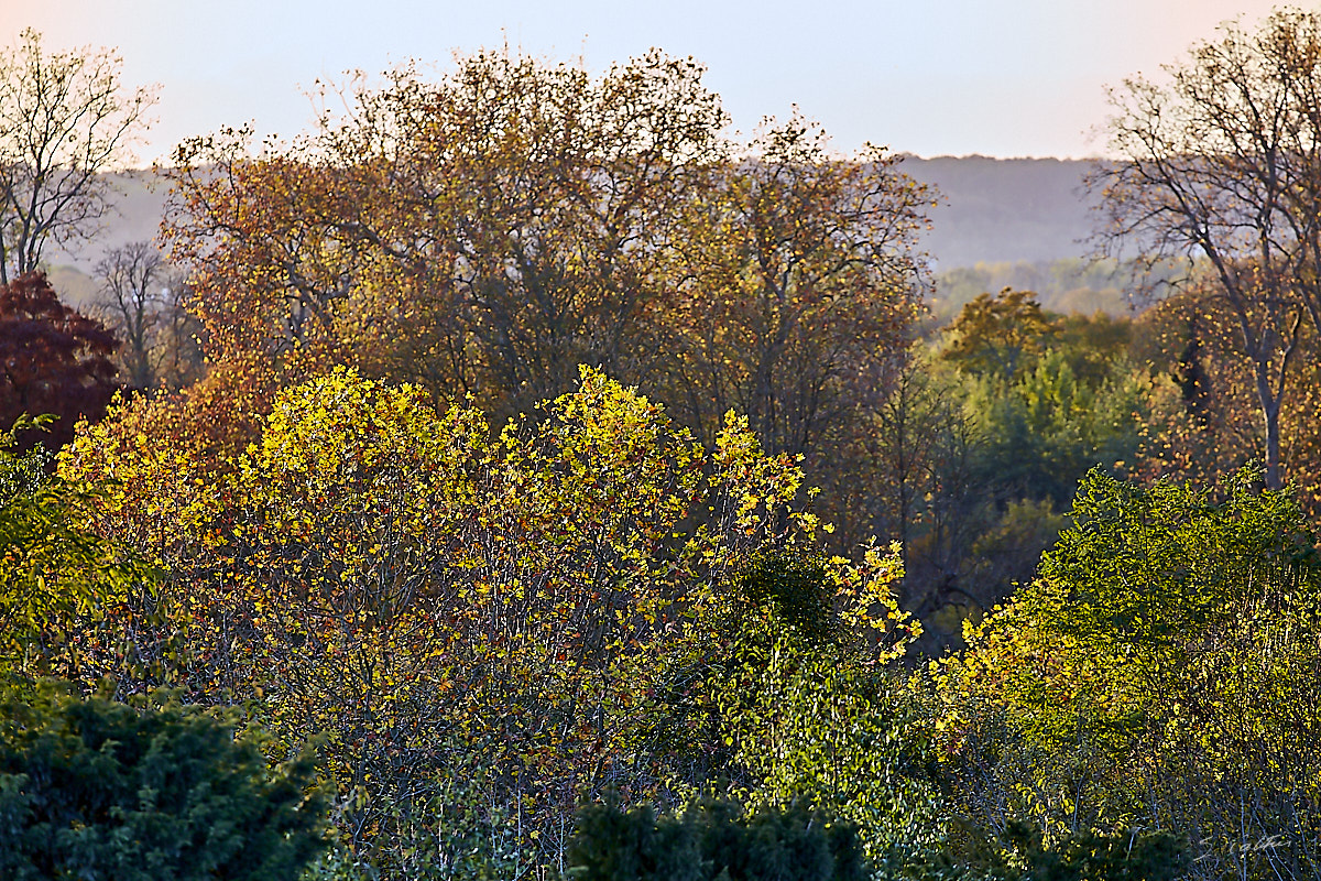 © All Rights Reserved - 2019-11-11 16:46:43 f/5.6 1/200sec ISO-640 400mm - France, Versailles