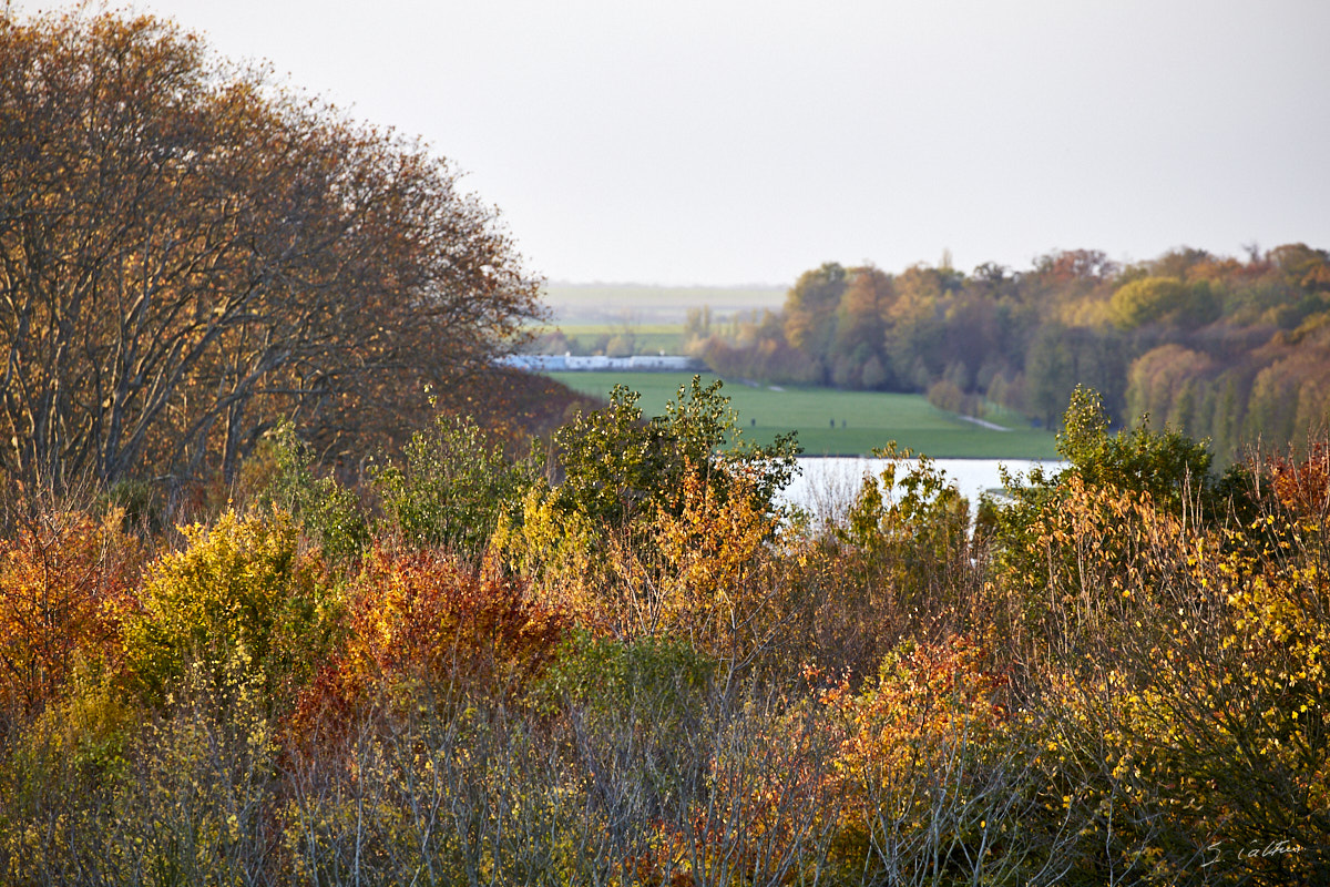 © All Rights Reserved - 2019-11-11 16:49:41 f/5.6 1/200sec ISO-640 400mm - France, Versailles