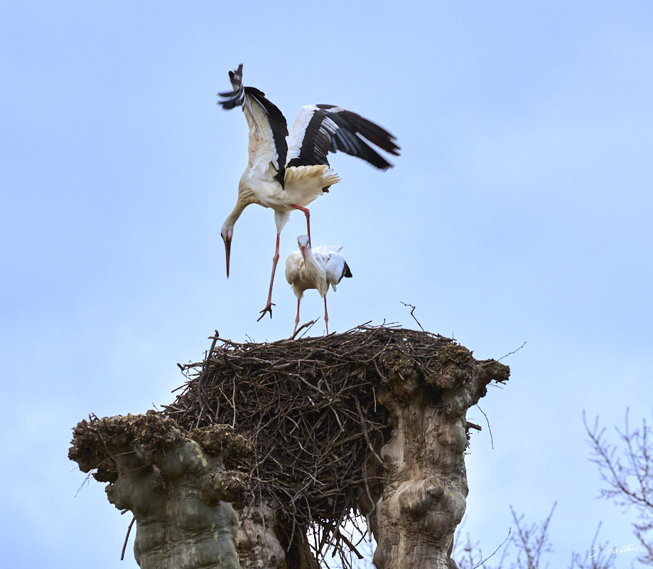 © All Rights Reserved - 2024-03-16 15:14:29 - f/11 1/500sec ISO-1600 400mm - France, Alsace, Strasbourg, Parcs