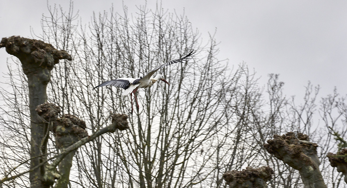 © All Rights Reserved - 2024-03-16 15:17:11 - f/11 1/320sec ISO-1600 271mm - France, Alsace, Strasbourg, Parcs