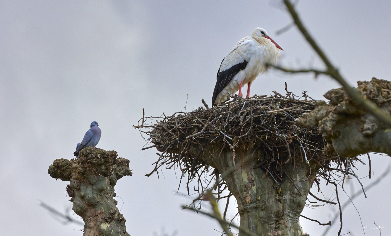 © All Rights Reserved - 2024-03-16 15:18:31 - f/11 1/400sec ISO-2000 400mm - France, Alsace, Strasbourg, Parcs