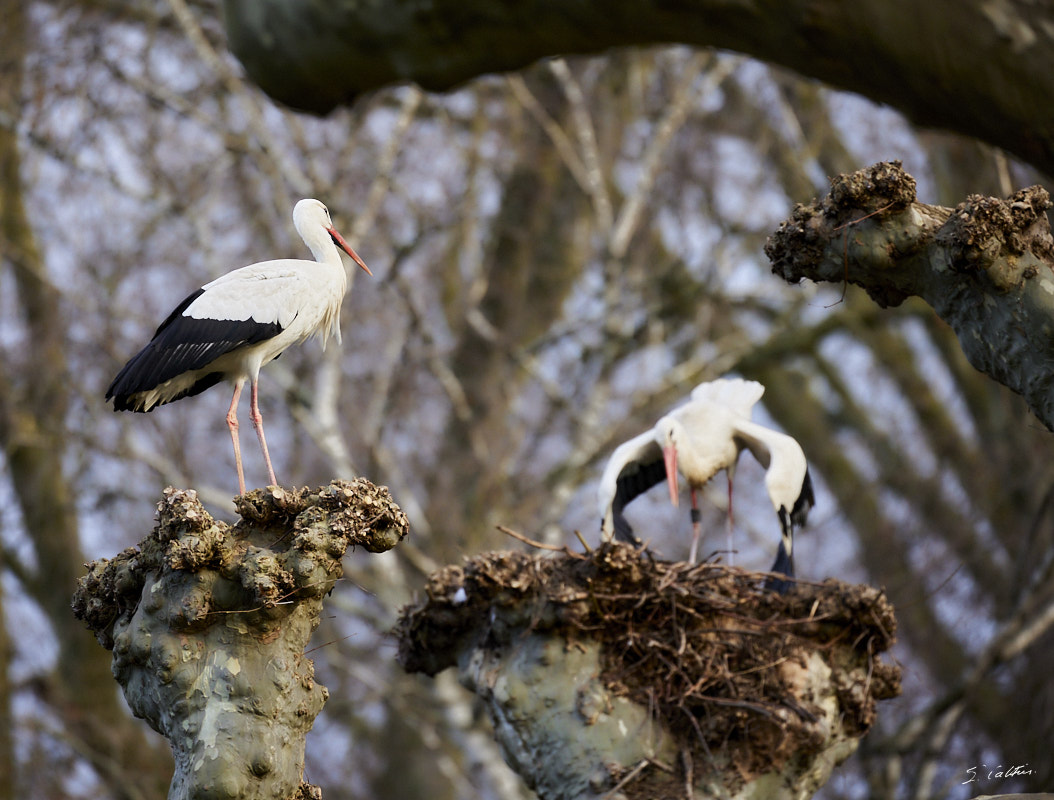 © All Rights Reserved - 2024-03-16 15:41:26 - f/5.6 1/500sec ISO-1000 400mm - France, Alsace, Strasbourg, Parcs