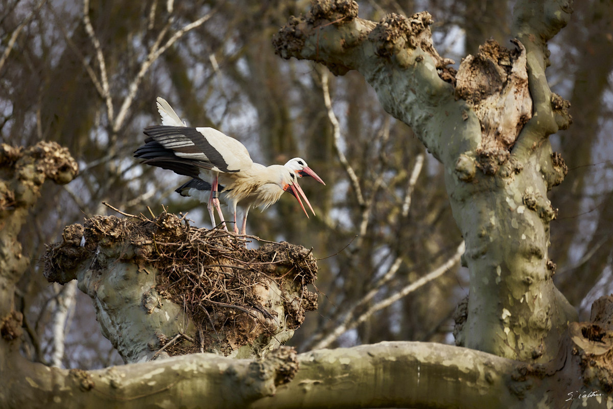 © All Rights Reserved - 2024-03-16 15:42:00 - f/5.6 1/500sec ISO-1250 400mm - France, Alsace, Strasbourg, Parcs