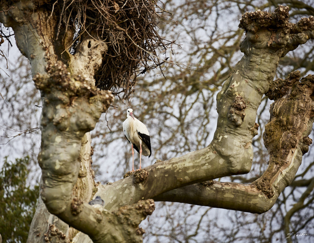 © All Rights Reserved - 2024-03-16 15:45:04 - f/5.6 1/500sec ISO-1000 400mm - France, Alsace, Strasbourg, Parcs