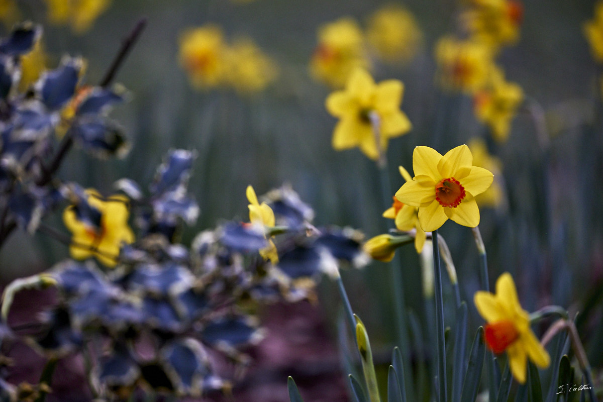 © All Rights Reserved - 2024-03-16 16:01:22 - f/5.6 1/250sec ISO-1600 400mm - France, Alsace, Strasbourg, Parcs