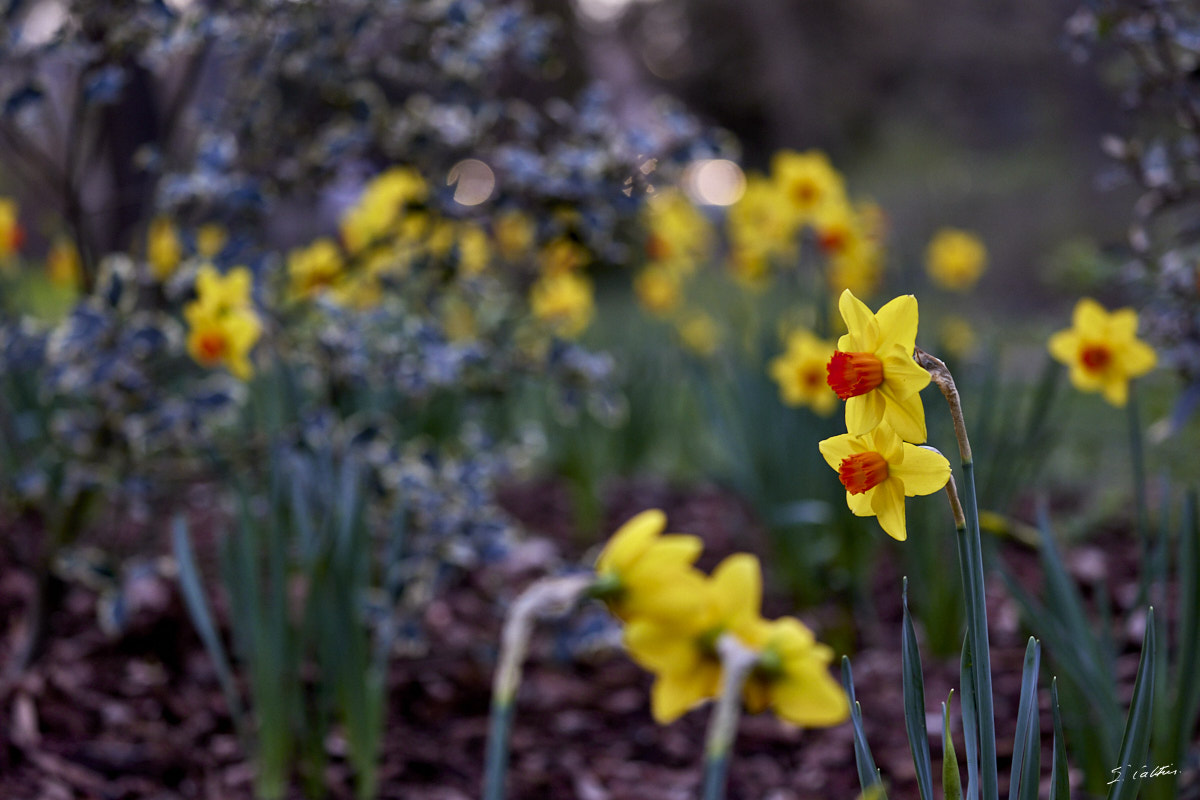 © All Rights Reserved - 2024-03-16 16:03:08 - f/5 1/160sec ISO-800 135mm - France, Alsace, Strasbourg, Parcs