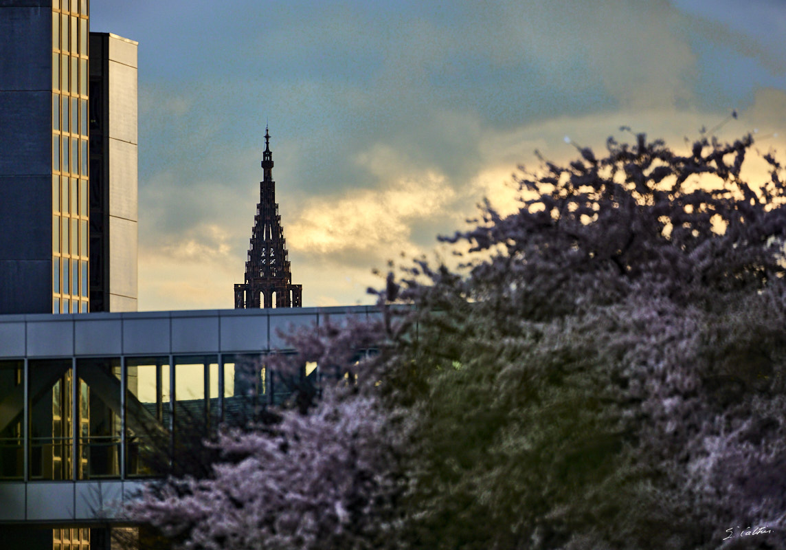 © All Rights Reserved - 2024-03-16 16:19:57 - f/5.6 1/320sec ISO-800 400mm - France, Alsace, Strasbourg, Parlement européen