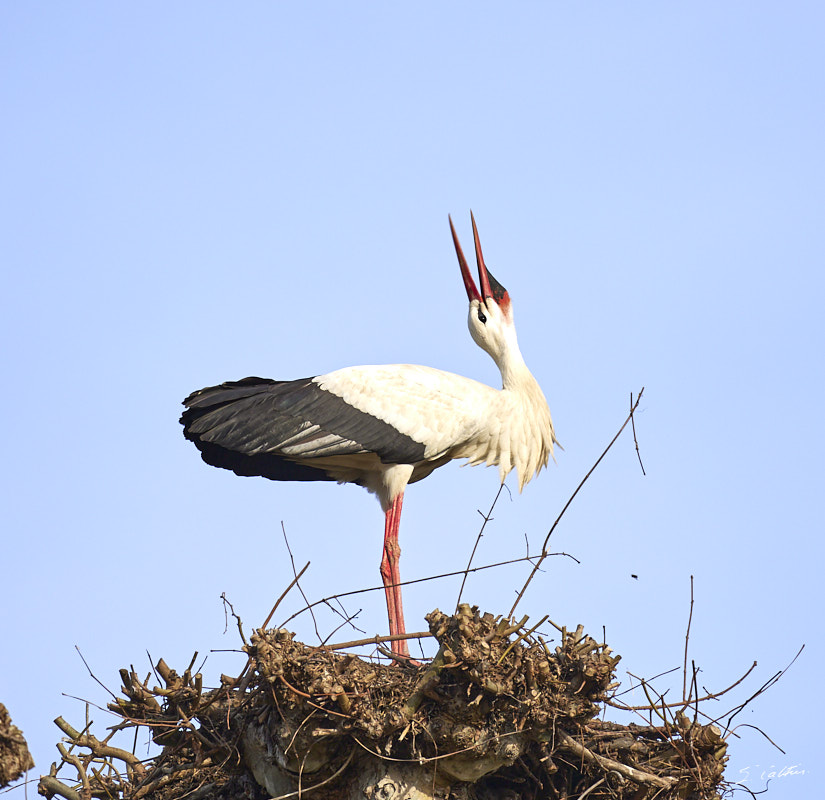 © All Rights Reserved - 2024-03-19 14:05:35 - f/5.6 1/1000sec ISO-125 400mm - France, Alsace, Strasbourg, Parcs