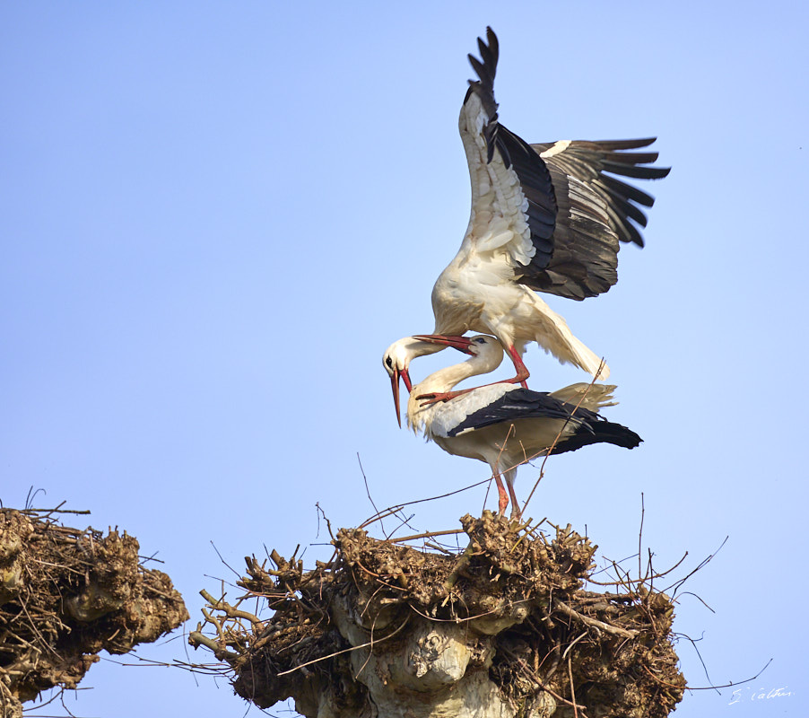 © All Rights Reserved - 2024-03-19 14:06:41 - f/6.3 1/1000sec ISO-160 400mm - France, Alsace, Strasbourg, Parcs