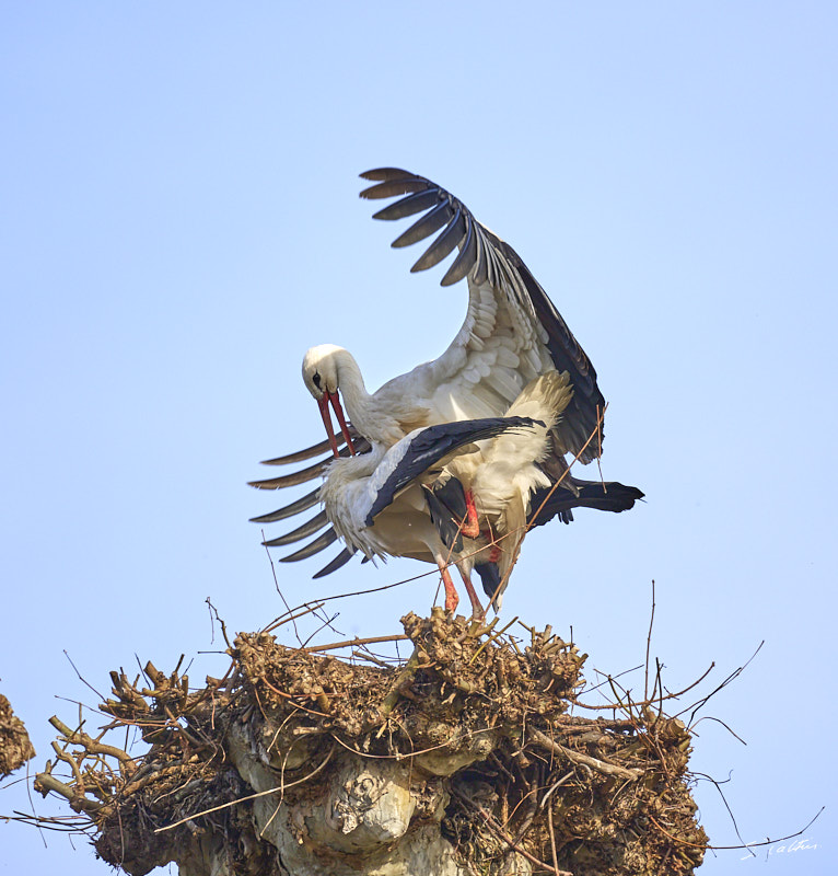 © All Rights Reserved - 2024-03-19 14:06:47 - f/5.6 1/1000sec ISO-160 400mm - France, Alsace, Strasbourg, Parcs