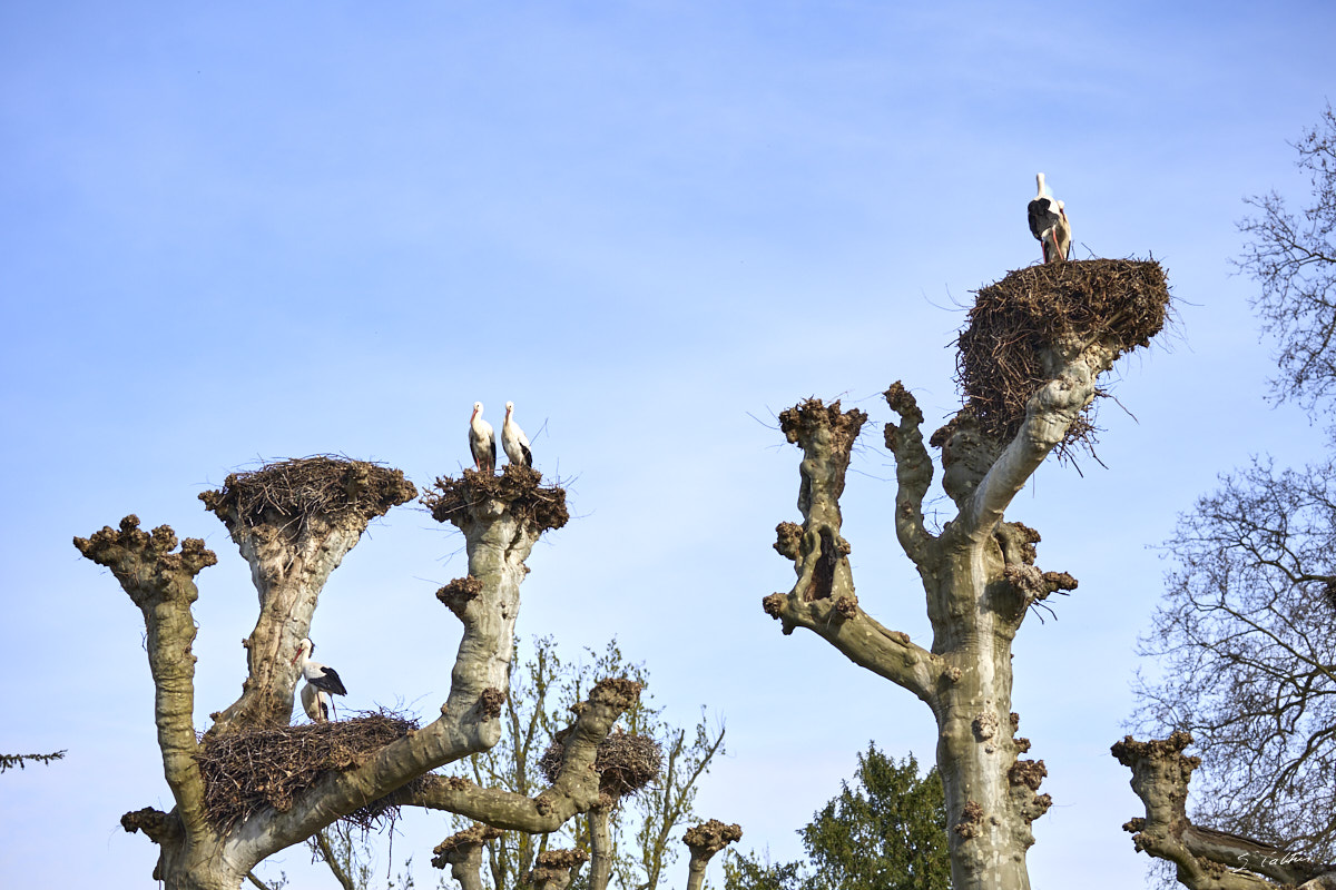 © All Rights Reserved - 2024-03-19 14:08:13 - f/5 1/1000sec ISO-125 100mm - France, Alsace, Strasbourg, Parcs