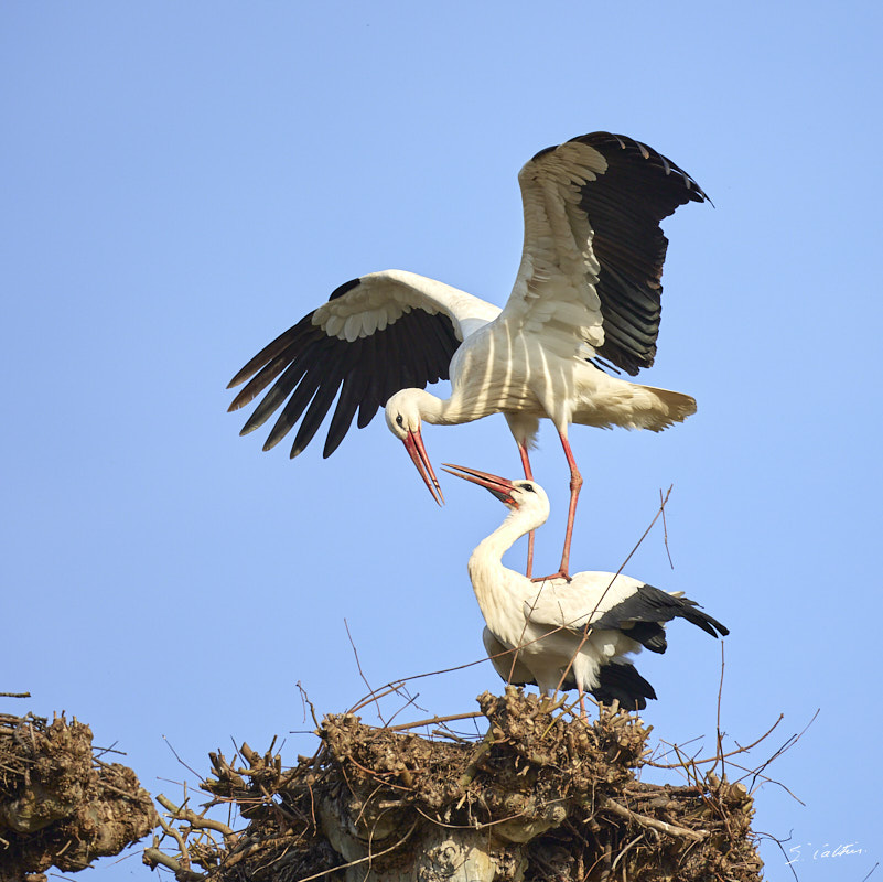 © All Rights Reserved - 2024-03-19 14:18:44 - f/6.3 1/1000sec ISO-160 400mm - France, Alsace, Strasbourg, Parcs