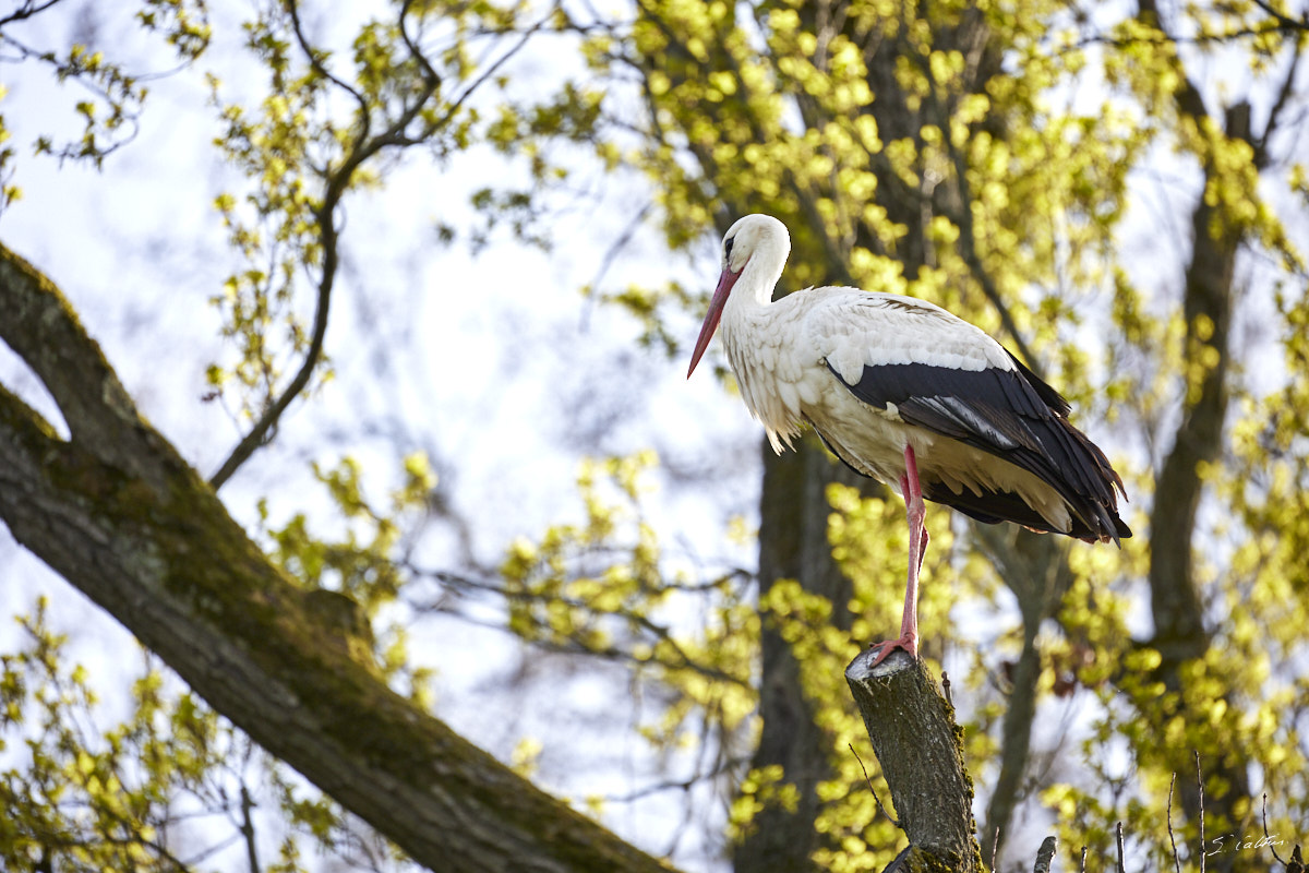 © All Rights Reserved - 2024-03-19 14:38:30 - f/5.6 1/1000sec ISO-640 400mm - France, Alsace, Strasbourg, Parcs