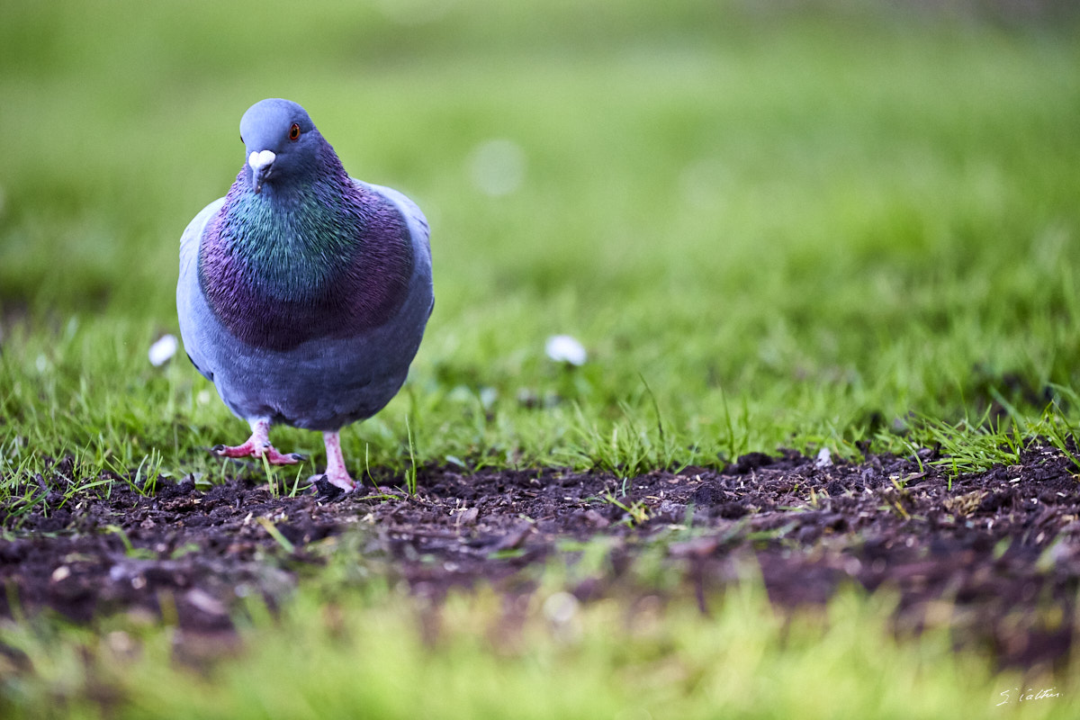 © All Rights Reserved - 2024-03-19 14:45:26 - f/5.6 1/1000sec ISO-3200 400mm - France, Alsace, Strasbourg, Parcs