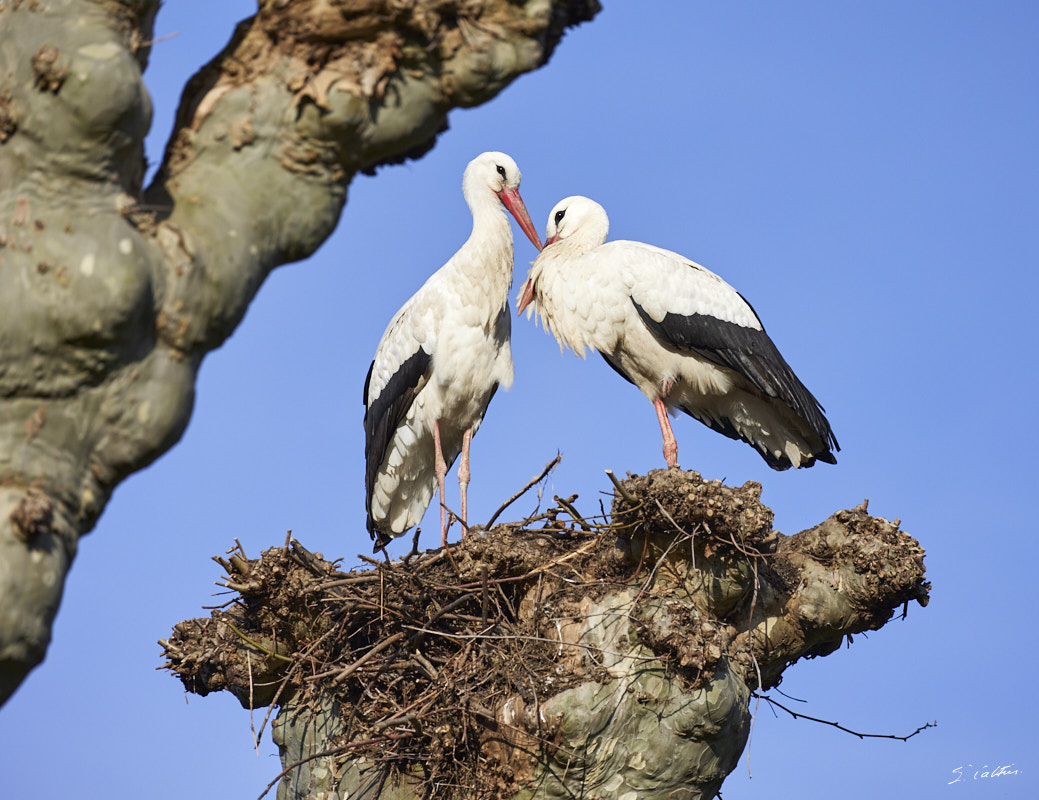 © All Rights Reserved - 2024-03-19 14:53:03 - f/5.6 1/1000sec ISO-160 400mm - France, Alsace, Strasbourg, Parcs