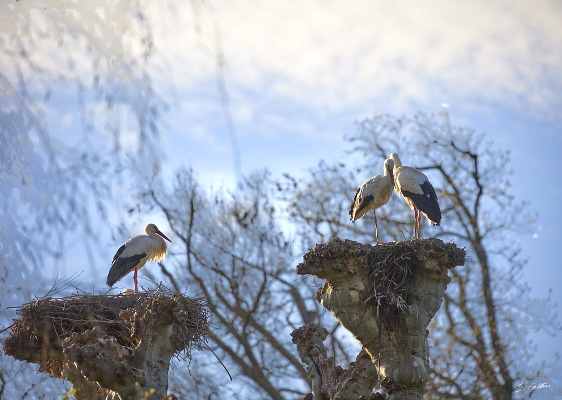 © All Rights Reserved - 2024-03-19 15:23:02 - f/5.6 1/1000sec ISO-200 400mm - France, Alsace, Strasbourg, Parcs