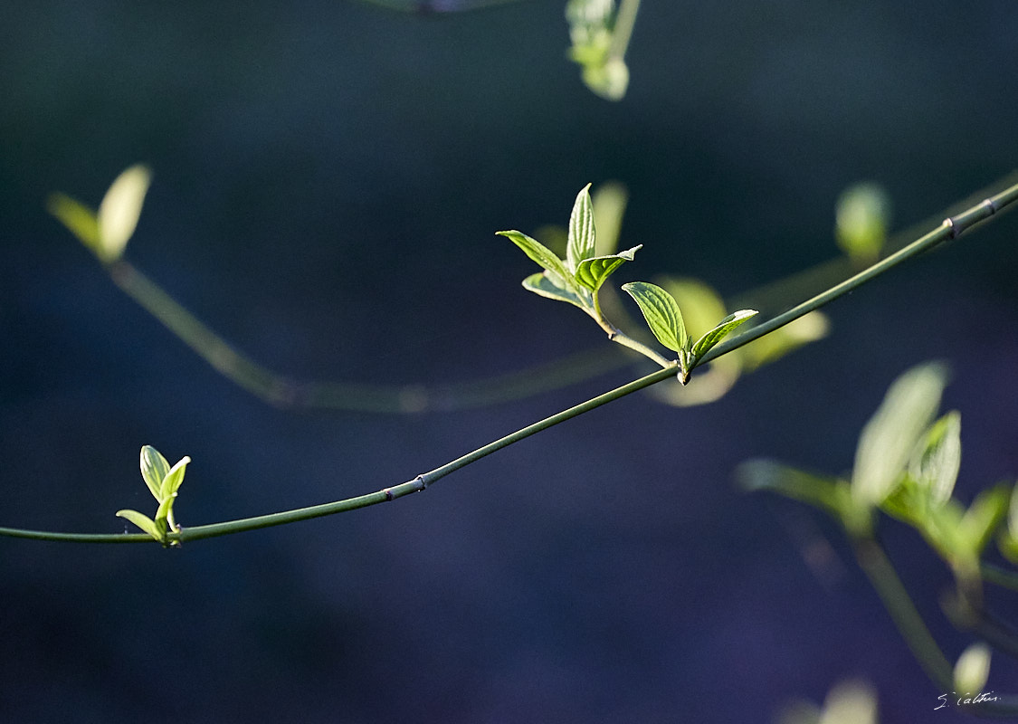 © All Rights Reserved - 2024-03-19 15:59:22 - f/5.6 1/800sec ISO-2000 400mm - France, Alsace, Strasbourg, Parcs