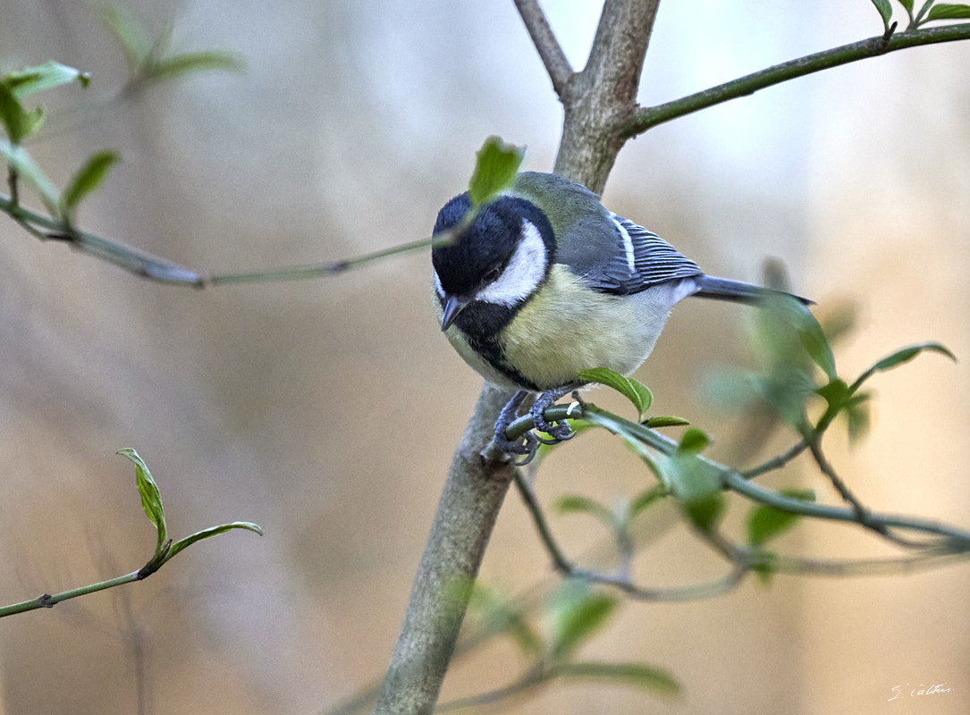 © All Rights Reserved - 2024-03-19 16:02:35 - f/5.6 1/1000sec ISO-1250 400mm - France, Alsace, Strasbourg, Parcs