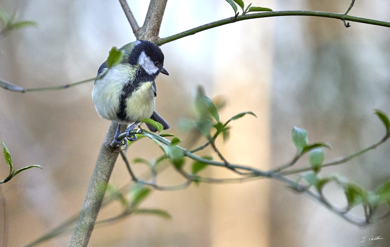 © All Rights Reserved - 2024-03-19 16:02:37 - f/5.6 1/1000sec ISO-1250 400mm - France, Alsace, Strasbourg, Parcs