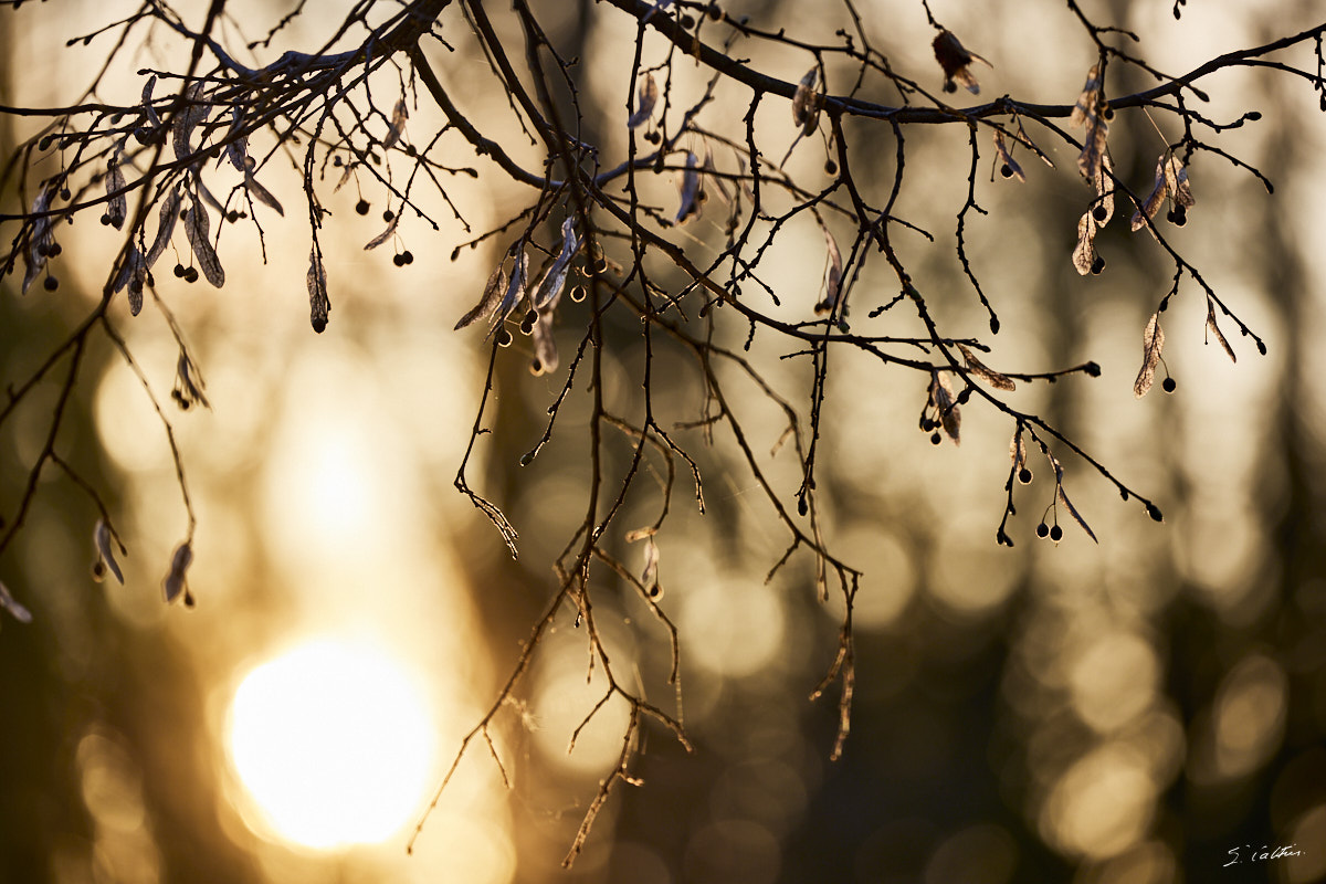 © All Rights Reserved - 2024-03-19 16:16:28 - f/5.6 1/400sec ISO-200 340mm - France, Alsace, Strasbourg, Parcs