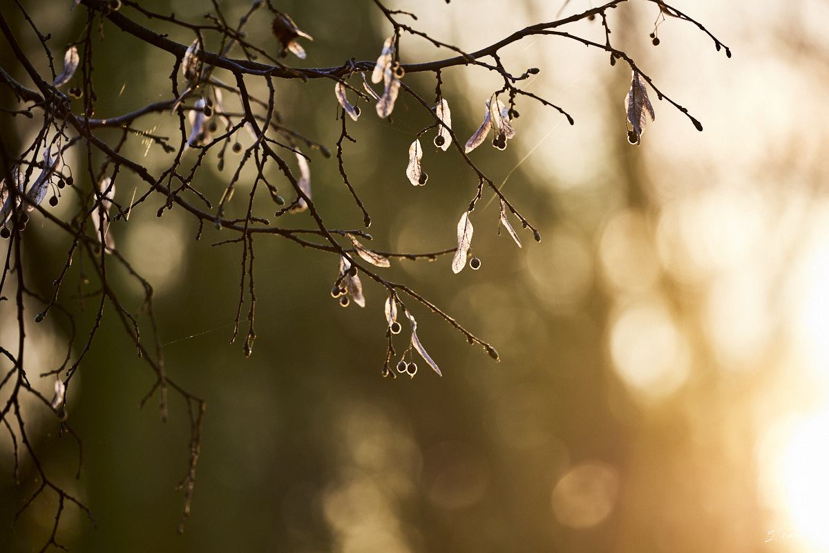 © All Rights Reserved - 2024-03-19 16:17:03 - f/5.6 1/160sec ISO-200 400mm - France, Alsace, Strasbourg, Parcs