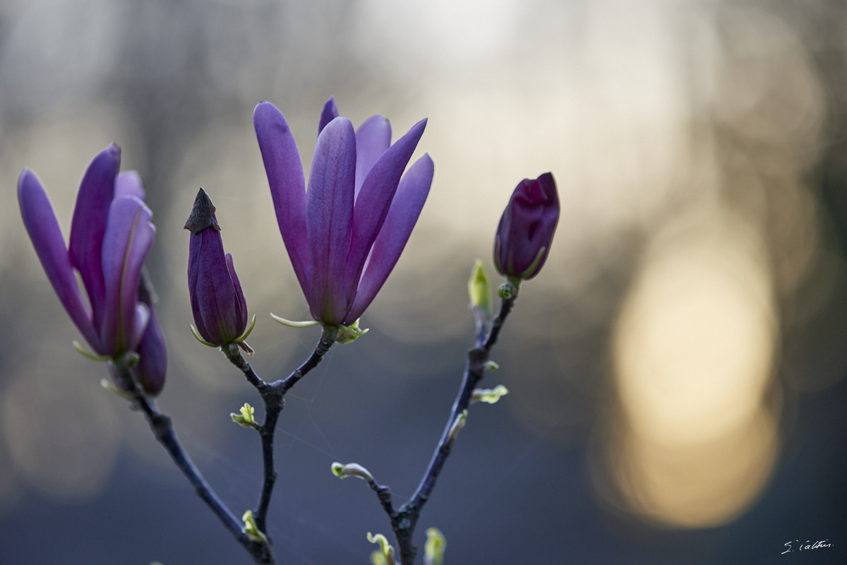 © All Rights Reserved - 2024-03-19 16:20:04 - f/5 1/400sec ISO-400 200mm - France, Alsace, Strasbourg, Parcs