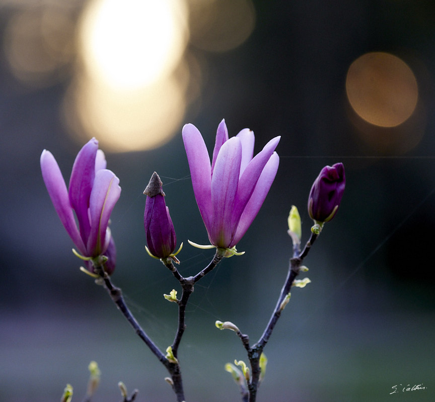 © All Rights Reserved - 2024-03-19 16:21:27 - f/5 1/320sec ISO-1600 200mm - France, Alsace, Strasbourg, Parcs