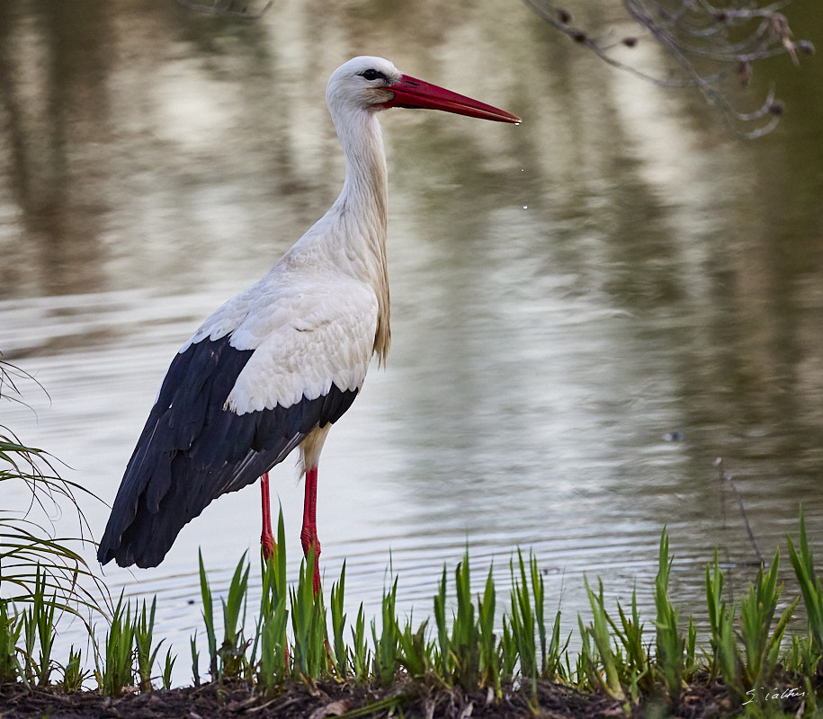 © All Rights Reserved - 2024-03-19 16:24:45 - f/5.6 1/1000sec ISO-3200 286mm - France, Alsace, Strasbourg, Parcs