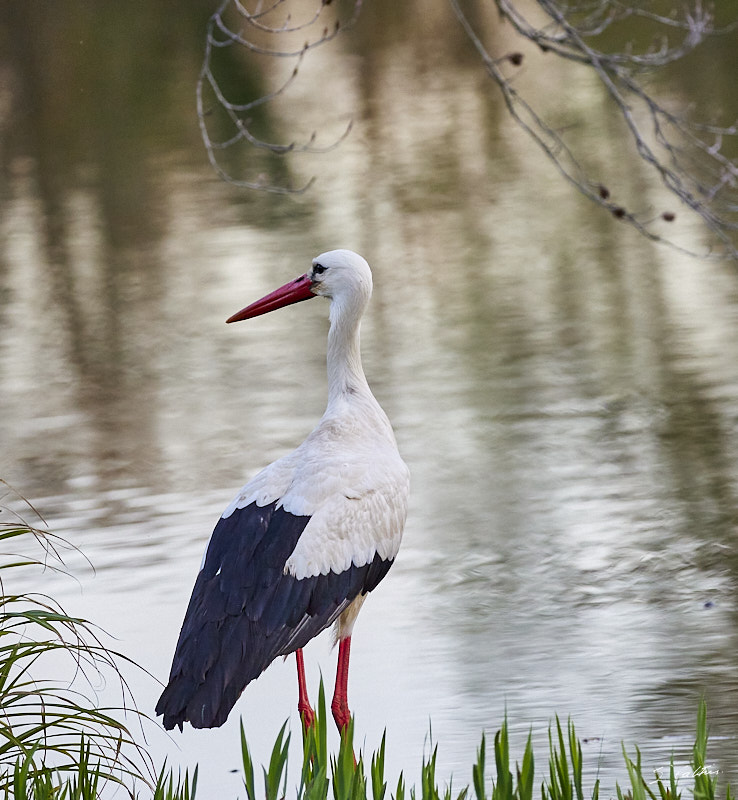 © All Rights Reserved - 2024-03-19 16:25:13 - f/5.6 1/1000sec ISO-4000 255mm - France, Alsace, Strasbourg, Parcs