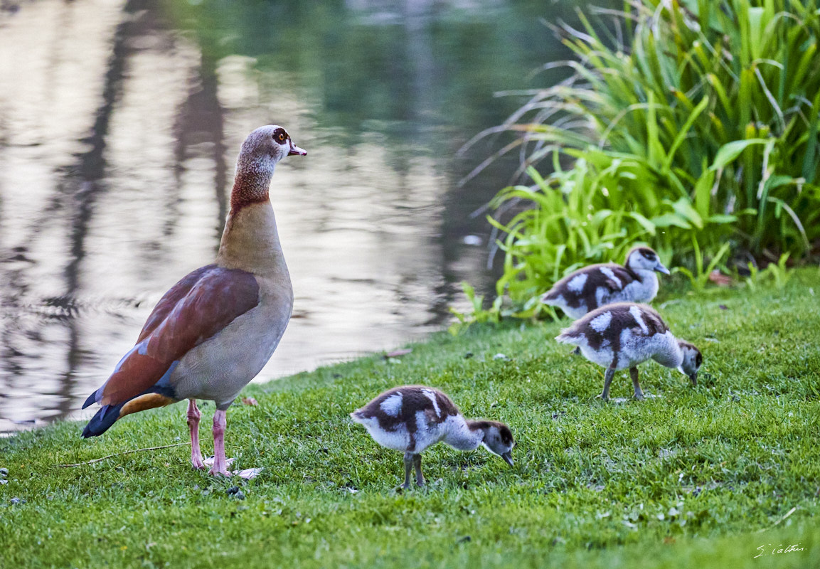 © All Rights Reserved - 2024-03-19 16:26:04 - f/5.6 1/1000sec ISO-8000 286mm - France, Alsace, Strasbourg, Parcs