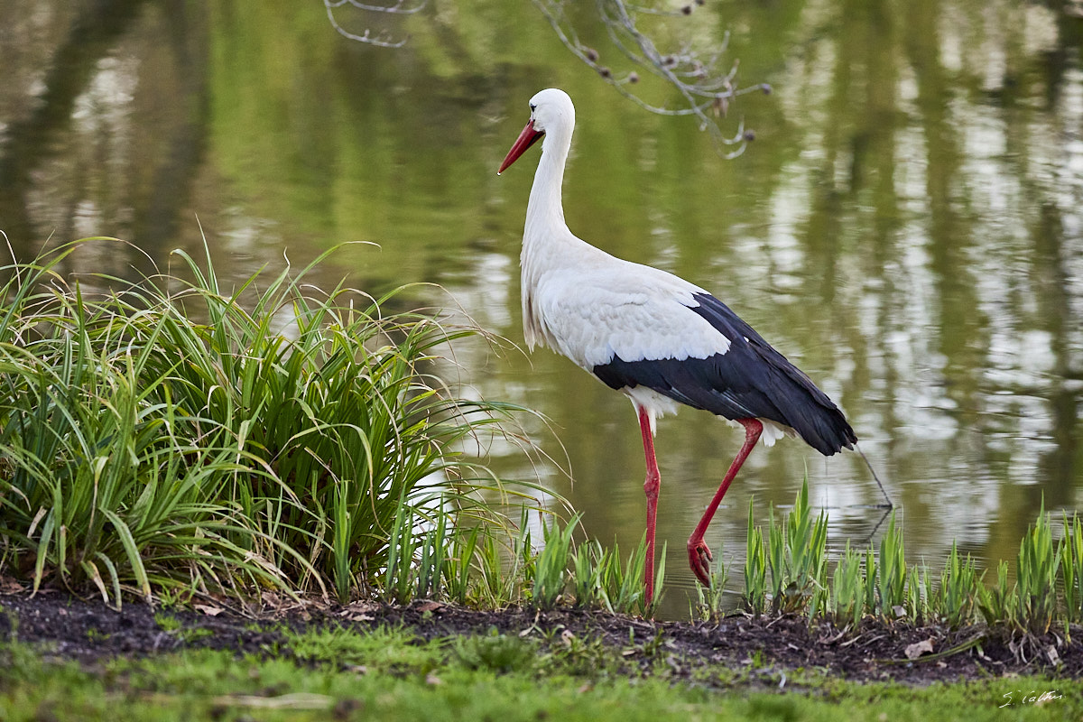 © All Rights Reserved - 2024-03-19 16:26:11 - f/5 1/1000sec ISO-8000 200mm - France, Alsace, Strasbourg, Parcs