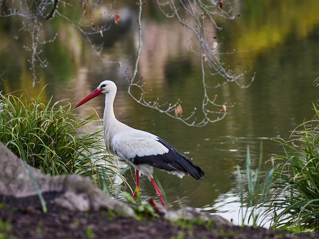 © All Rights Reserved - 2024-03-19 16:26:35 - f/5 1/1000sec ISO-10000 200mm - France, Alsace, Strasbourg, Parcs