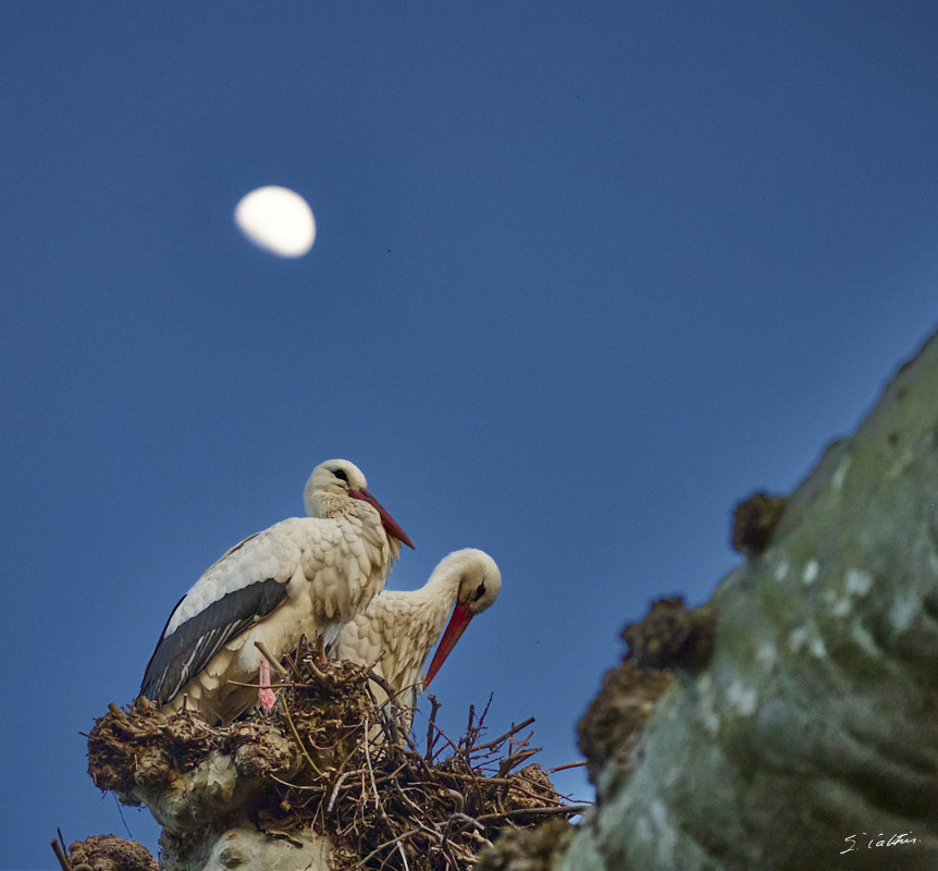 © All Rights Reserved - 2024-03-19 16:37:00 - f/5.6 1/1000sec ISO-2500 200mm - France, Alsace, Strasbourg, Parcs