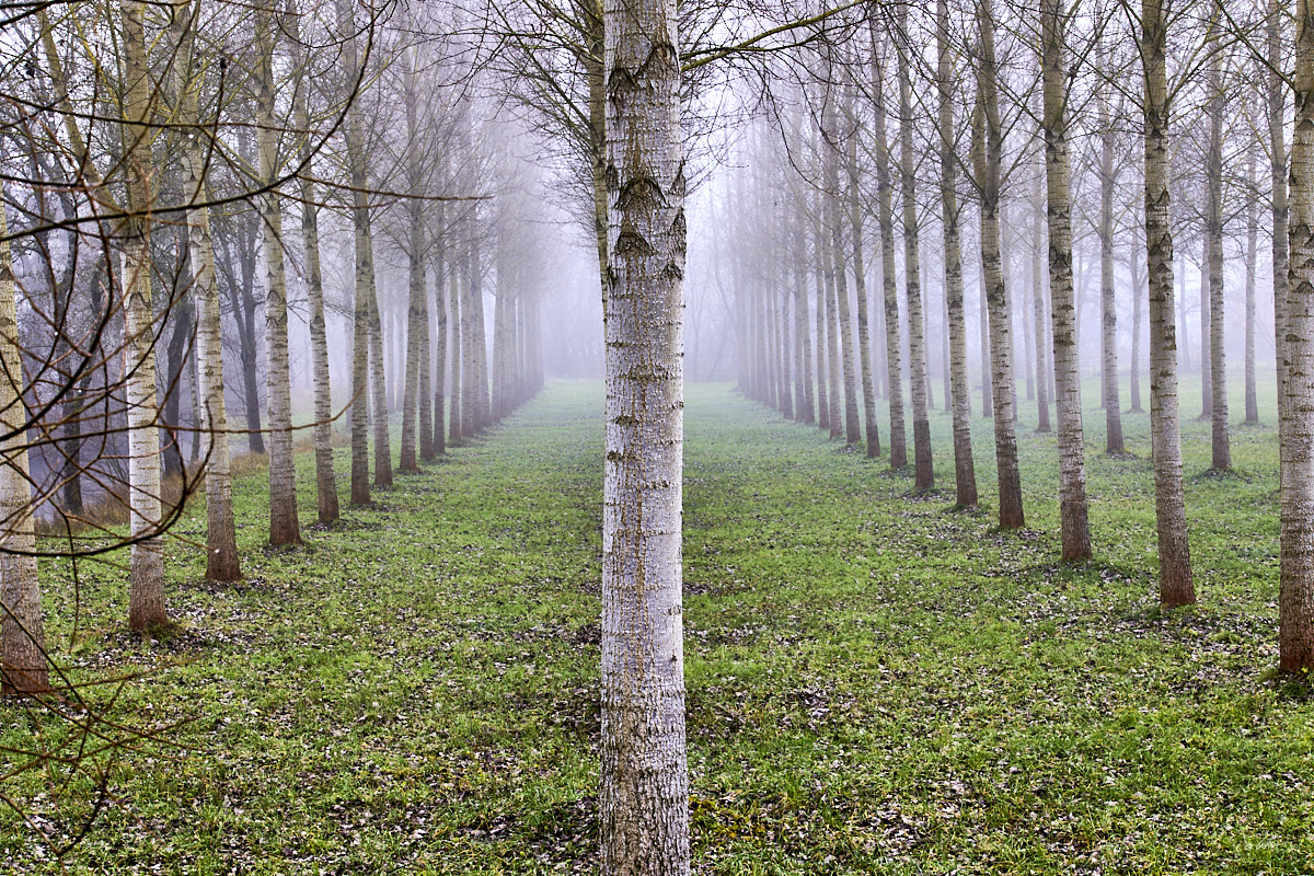 © All Rights Reserved - 2024-12-28 12:50:43 - f/10 1/25sec ISO-100 70mm - Promenade Bourguignone