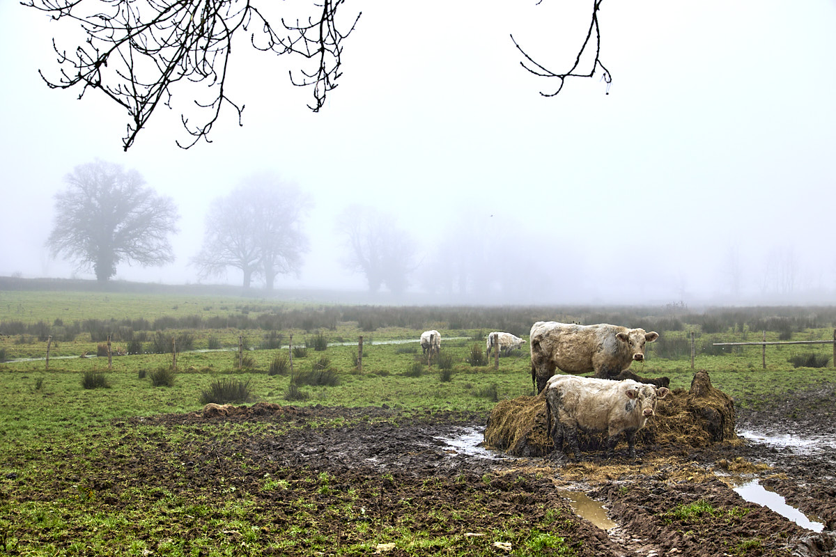 © All Rights Reserved - 2024-12-28 13:06:15 - f/5.6 1/125sec ISO-100 70mm - Promenade Bourguignone