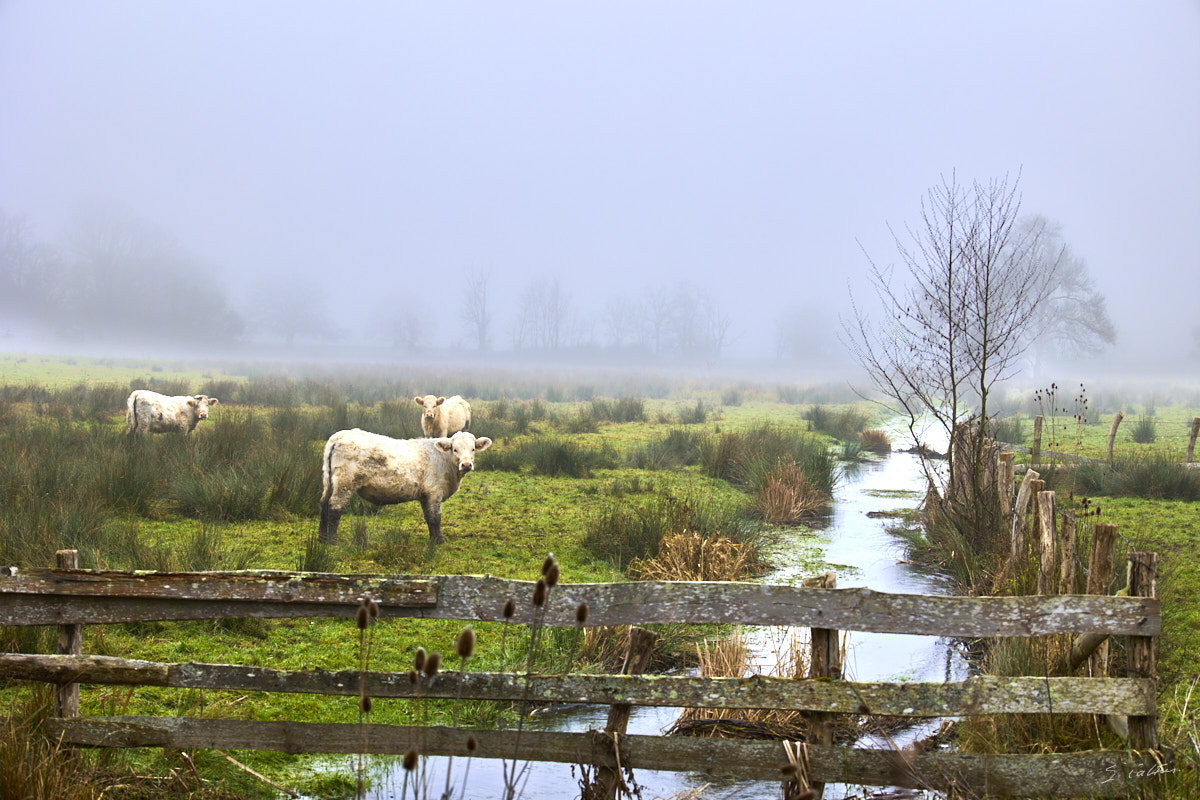 © All Rights Reserved - 2024-12-28 13:08:14 - f/5.6 1/100sec ISO-100 70mm - Promenade Bourguignone