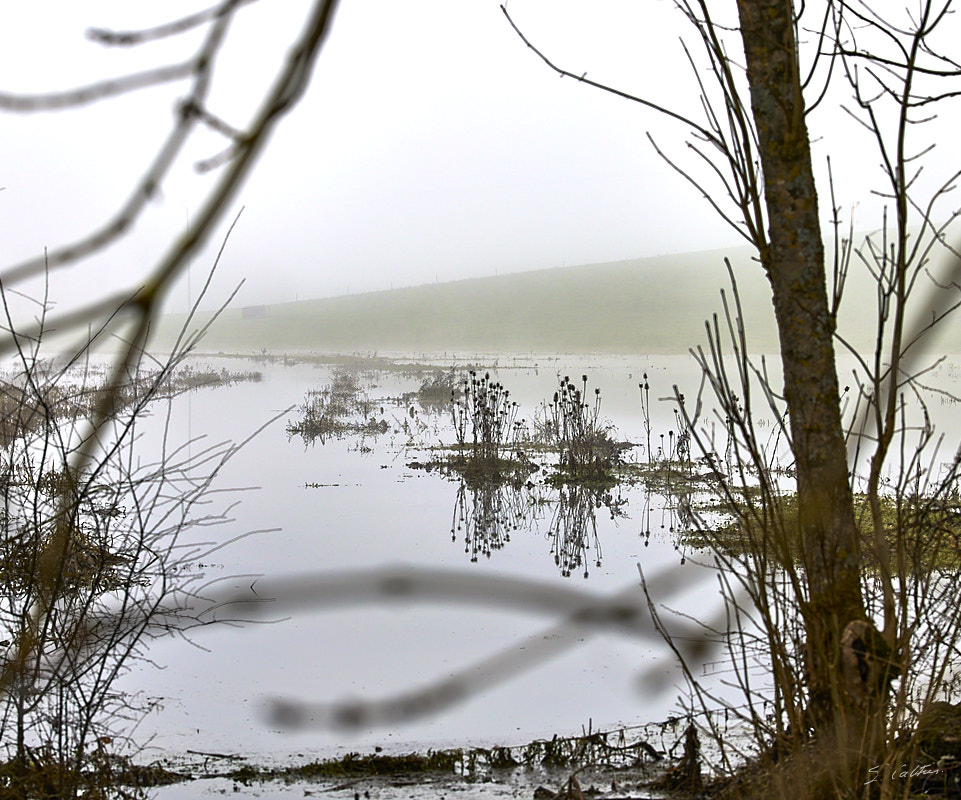 © All Rights Reserved - 2024-12-28 13:09:21 - f/5.6 1/200sec ISO-100 70mm - Promenade Bourguignone