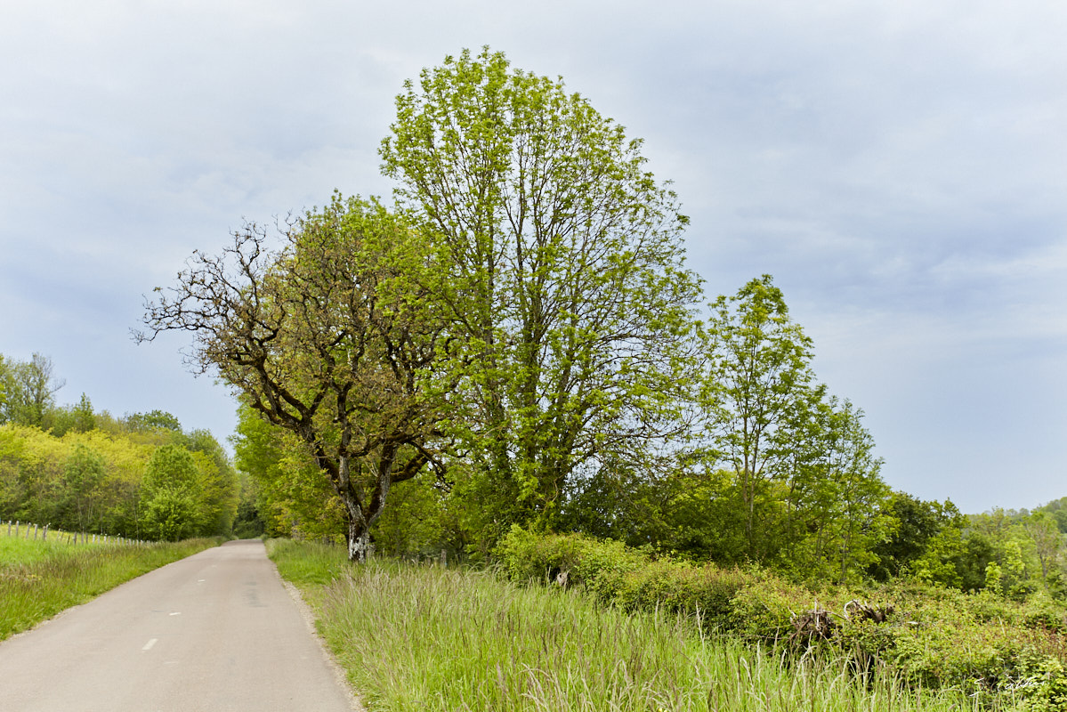 © All Rights Reserved - 2019-05-17 18:28:45 f/9 1/160sec ISO-400 40mm - France, Bourgogne, Auxois