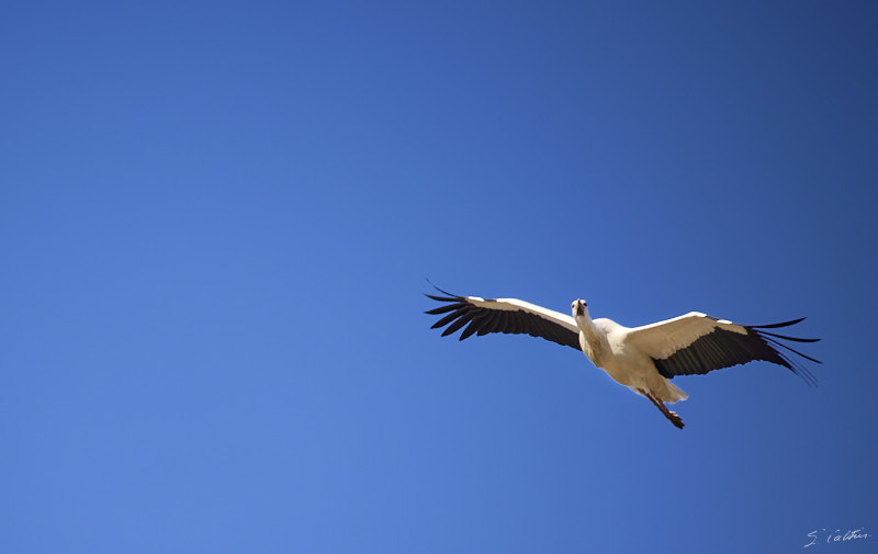 © All Rights Reserved - 2025-03-07 14:07:32 f/4.5 1/1000sec ISO-125 200mm - Strasbourg - Parc de l'Orangerie